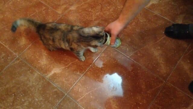 嗅いでは悶え、また嗅いでは悶え。オリーブ缶のニオイにのた打ち回る猫