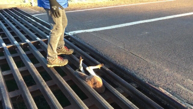 隙間にスッポリ。お尻だけ出した状態でハマったカンガルーの救出劇