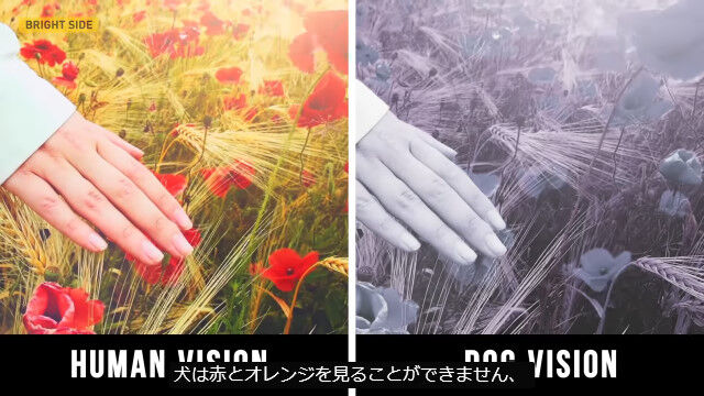 ưʪ����������������ɤ�����˸����Ƥ���Ρ��ʹ֤λ볦����Ӥ����������