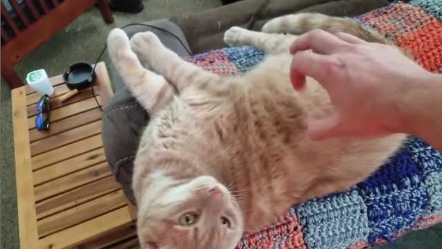 触れそうで触れないナデナデによって、猫を焦らしに焦らす飼い主