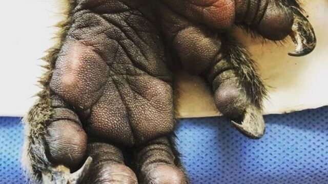 【写真】コアラの人差し指は、どちらかというと親指っぽい