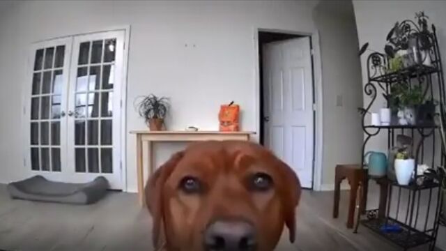 犯行前にホームカメラの向きを変える、賢すぎる犬
