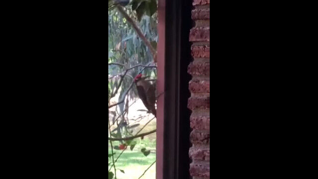 ����Ϥ����۴ꤤ�������륬�饹�˷�򳫤��褦�Ȼ�ߤ륭�ĥĥ�