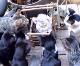 ¿����̵����ǭ�η���ο�������˥ե����ӡ����������Ƥߤ�