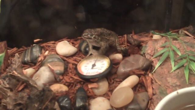 誤って異物を飲み込んだカエルが、胃袋ごと異物を吐き出す瞬間