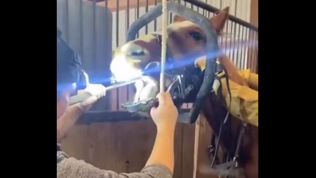 馬の歯医者さん。治療する側も、される側も、どちらも大変そう