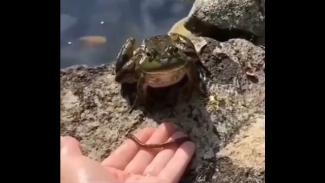 カエルさんにエサをあげたかっただけのお姉さん