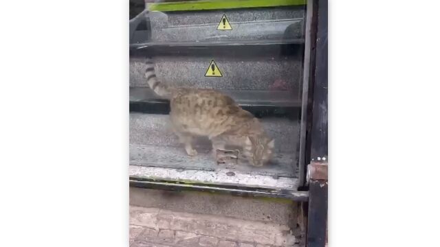 ���η�֤��̤��ǭ�ϡ���äѤ���Τ˰㤤�ʤ�