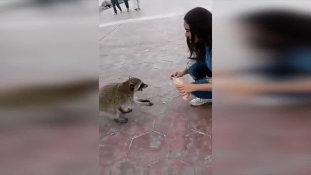 油断も隙もありゃしない。エサを上げていたアライグマに一本取られたお姉さん