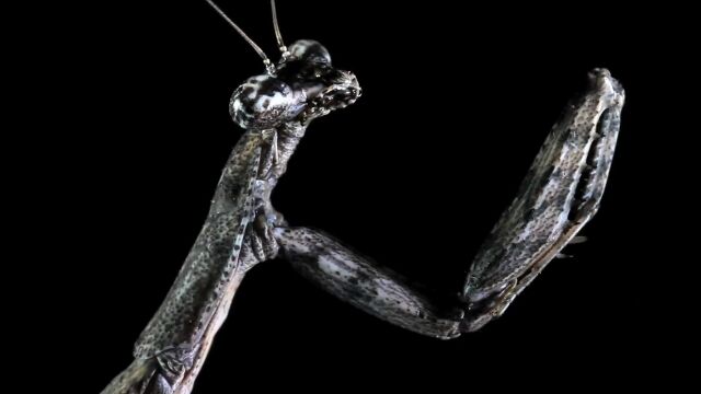 恰好よくも美しい、カマキリその他の虫たちを撮影した高画質映像