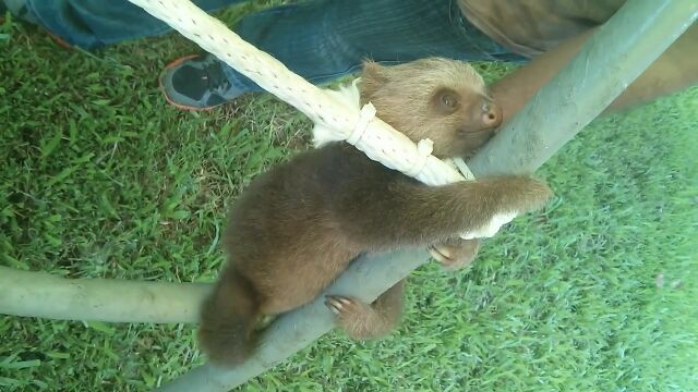 �ʥޥ���Τ����ɤʤ��ʤ������ƥ��֡�����󥰥른���ڤ����֤����ʥޥ����