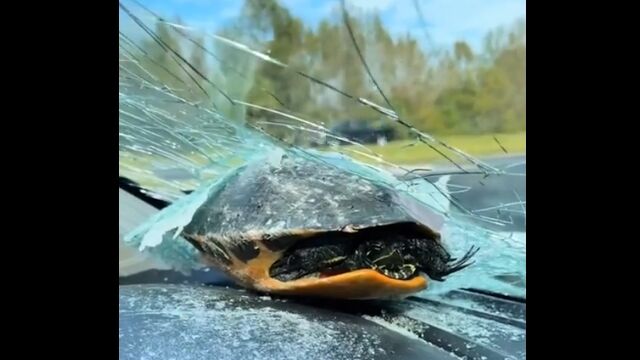 飛んできたカメがフロントガラスを突き破るという事故