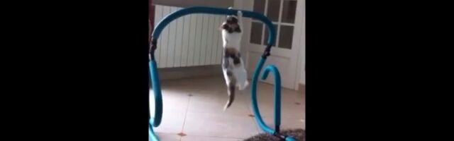 �ͤΤ��̴֤ˤ��ä���ڥȥ줹��ǭ�λ��Ƥ�����