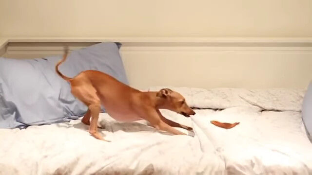 ���������ƶ�ʳ���ʤ���������˲��ȿ�����ƹӤ֤븤