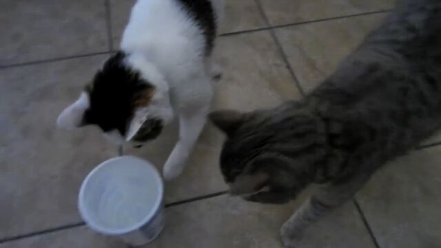 å��å���ġ��衼����Ȥ���ǭ�������Ť��ʤ��襤