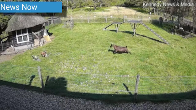 ��ǡ���褷����˽���줿�˥�ȥꡣ��ߤ�����ˤ���Ƥ����ꡢ�Ϳʤ��Ƥ����䥮�ˤ�ä�̿��ߤ���