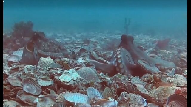 タコの世界も隣人トラブルは大変そう
