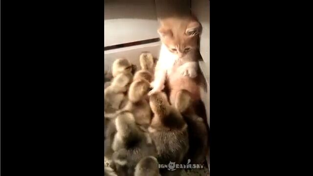 �İ������Ҥ�λҤ��ͤޤä���Ȣ����������ߤ�����ˤ�����㤦�İ�����ǭ