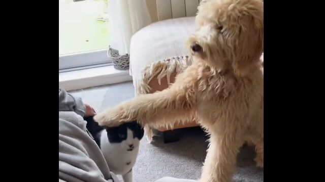 飼い主の真似をする犬たちの行動が可愛くも愛おしい