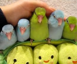 5羽仲良く並んだ生後5週間のカラフルなインコたち