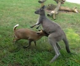 ���ԤȤ���Ȥ�ߤ���ʤ����ʻҼ��򤬤ä���ߤ�뤵�����Υ��󥬥롼����