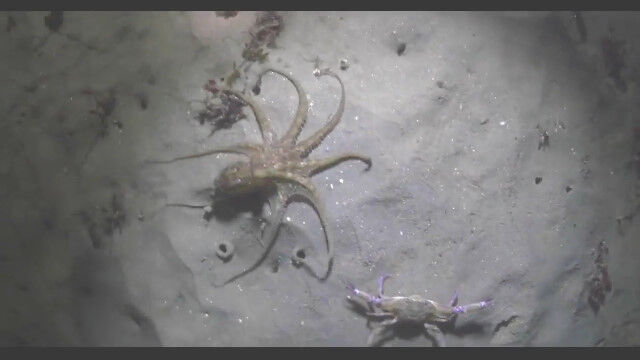 �ճ��ʷ����ġġ�����������ƨ��³���륫�ˡ�����Ǥ��Ť��ʹ���