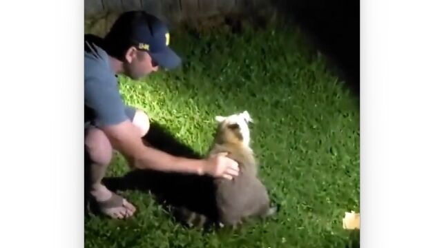 人間同様、アライグマも食べ物を喉に詰まらせてしまう事がある