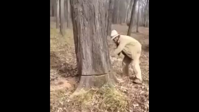 竹取物語かな？チェーンソーで木を切り倒すと中から……