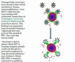 エイズの特効薬がついに発見か!ハチの毒がHIVを殺すことをワシントン大学の研究員が発見