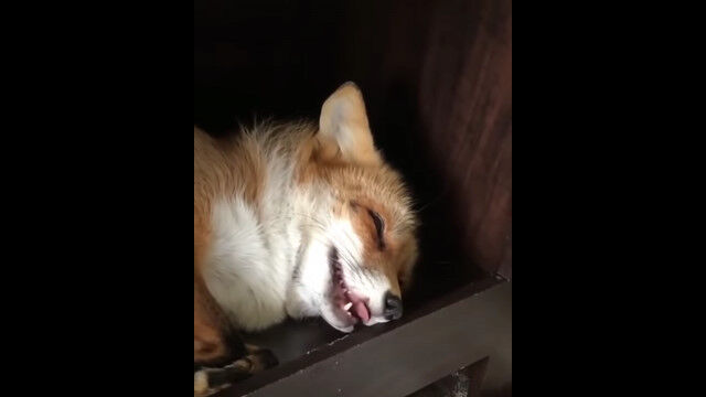 ����äȿ����äݤ������ĥͤ⤤�Ӥ��򤫤��ƿ����������餷��