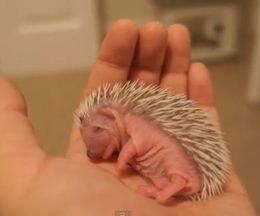 ���꥿�亮����ξ�ǥ��å���̲�롢���ޤ줿�Ф���Υϥ�ͥ��ߤ��֤����