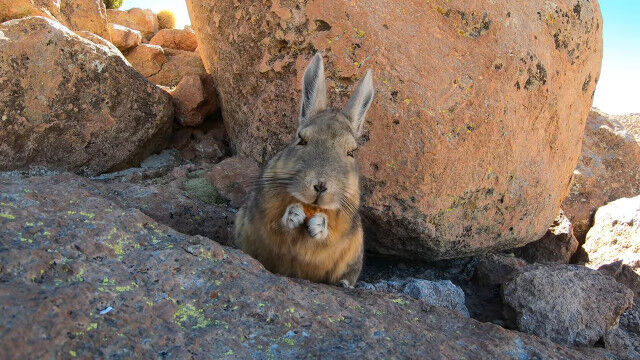 �����ܥ������ߤ����ʥͥ��ߤ���֡����ꥫ��Φ����������©���뤲�û��ࡢ�ӥ����å��㤬�İ���