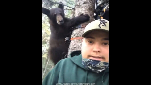 木の上のハンター、木登りクマに迫られる瞬間