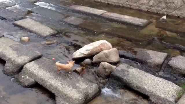 川の流れを利用すれば、一人ぼっちでもボール遊びできることを発見した犬