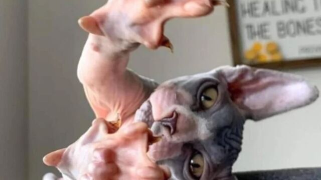 �ڲ�����̵�Ӥ�ǭ�����ե��󥯥������夬ǭ�餷�����¤���Ǥ�����