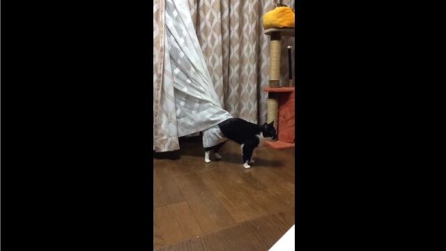 「しまった罠だ!」カーテンに捕まり、逃げられなくなってしまった猫