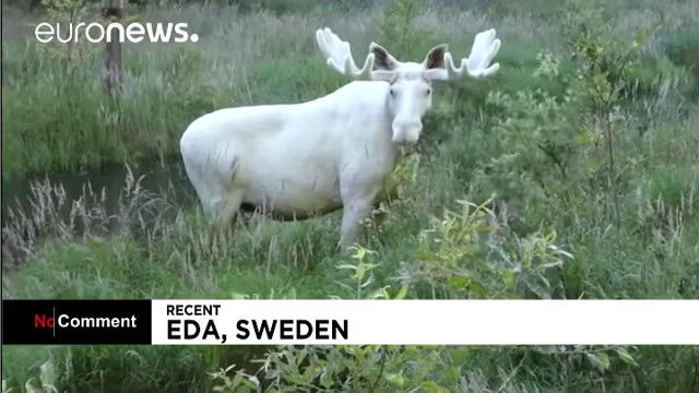 まるで「森のヌシ」のよう。角から尻尾まで、全身真っ白なヘラジカがスウェーデンで撮影される