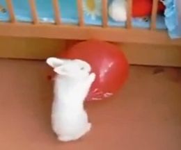 ���Ƥ�ˤ��������롣������줿�����˼���𤷡���ޤ���ƨ���褦�Ȥ��륦����