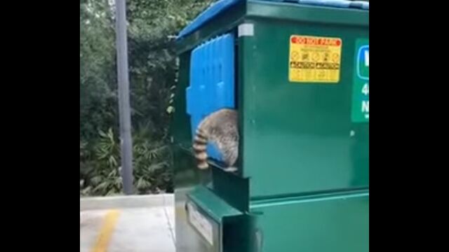 ���饤���ޤ˥ե��ɥ꡼���ä����������������