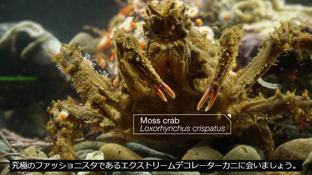 天然素材でギリースーツを自作するカニ、デコレーター・クラブの仲間たち