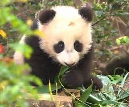 �ޥޤ˼ٸ��ˤ��줿��ž����ꡢ����ǥ�����ưʪ��ǽ�������줿�ѥ�����֤����