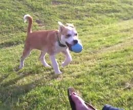 坂道を使ってエンドレスに「ほーれ取って来い!」する犬 その2