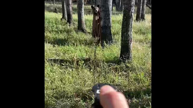 獲物認定?野生のアメリカグマがどこまでも付いてくる映像が恐ろしい