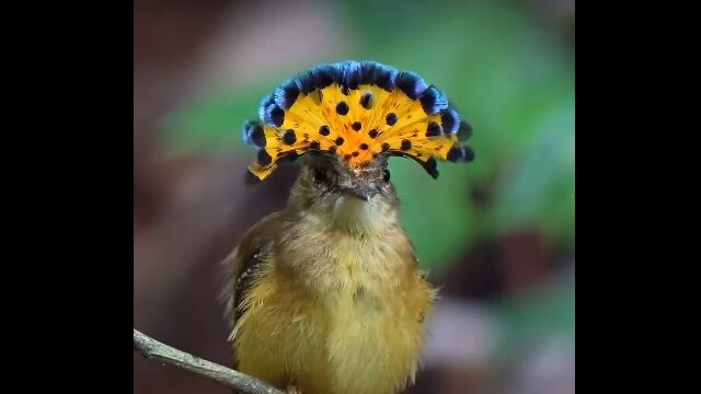頭の上で扇子が開く、なんだかめでたい鳥、オウギタイランチョウ