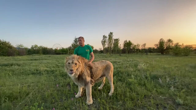 やっぱり凄い。怒れる雄ライオン同士の喧嘩に割り込み、靴1足ふりまわすだけで鎮める男