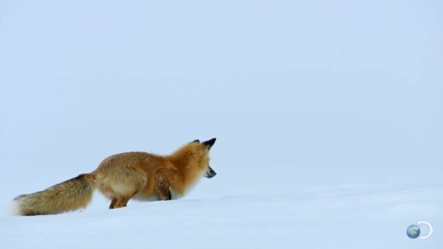 ������β��Υͥ��ߤ����館�롢�������ĥͤΥ��Υ���������ˡ