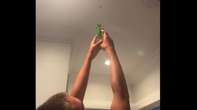 家に害虫が出た時に頼れるペット