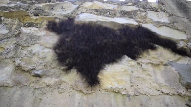 【閲覧注意】壁に黒くてフサフサした毛が生えてると思って触ってみたら……!??