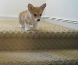 û­�����ƹߤ��Τ��ݤ������ʤ�Ω���������륳��������