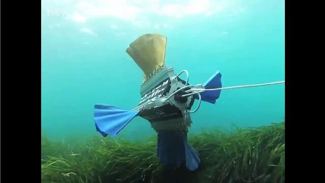 コウイカに学んだ水中ロボット。4枚のヒレをうねらせて姿勢制御、水中を進むロボット Sepios